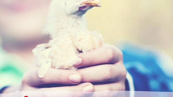 Soutien Micro-projets d’élevage de poulets fermiers bio pour des femmes à Jendouba et Kasserine